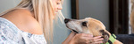 [WA] Greyhound Adoptions $75 (Usually $350) @ Greyhounds as Pets