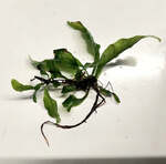 Small Assorted Java Fern $2.99 Each + $3.99 Postage ($0 SYD C&C) @ Sydney Aquascapes