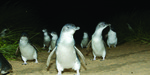 $89 for Penguin Parade Tour from Melbourne - Save 22% @ Backpacker Deals