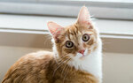 [NSW, VIC] Adopt a Cat: VIC $20, NSW $100 (Was $120/$180), Adopt a Kitten $150 (NSW Was $230) @ RSPCA