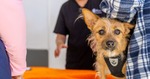 [WA] Free Health Checks for Dogs on 18 June 2025 (Booking Required) @ RSPCA, Clarkson