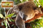 Two-for-One Entry to Wild Life Sydney Zoo at Scoopon - 2 Adults for $42 or 2 Children for $29.50
