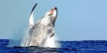 [NSW] $39 Sydney Harbour Whale Watching Cruise w/BBQ Lunch @ Travelzoo