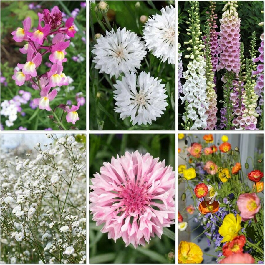 Winter Flower Seed Pack (6 Varieties) $12 + Free Shipping @ Veggie ...