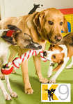 Full Day of Doggy Daycare (from $15) - Two Locations Hobart or Kingston (TAS)