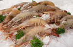 [QLD] Frozen Raw Qld Large Prawn $50.60 for 3 kg Box ($16.85/kg) In-Store/Click & Collect @ Seafood Warehouse Capalaba