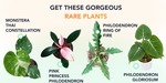 Win 1 of 4 Rare Plants from Flora Sense