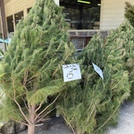 [VIC] Christmas Trees $5 Each @ Aumann’s Building and Garden Supplies (Templestowe)