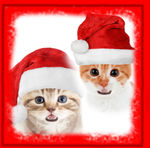 Cat-Mas Carols MobileApp - Free in-App Purchases (iOS/Android) for 5 Days & Potentially Get $25