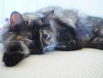 25% off Trouble & Trix Baking Soda Cat Litter 15L for $30.00 (Was $39.90) @ moimoipet.com.au