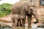 Win 1 of 5 Family Passes to Taronga Zoo Sydney Valued at $152 from Kid Bucket List