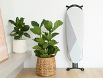 Win a new Hills XL Ironing Board (Valued at $149) with Girl.com.au