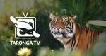 Free Streaming of Taronga Zoo @ Taronga TV / YouTube