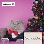 Win 1 of 12 FitBarks from Pet Insurance.com.au 12 Days of Christmas