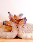 [WA] Shark Bay King Prawns Raw 5kg $100 (was $115) + $10 Delivery within 25km Only ($0 WA C&C/ $150 Order) @ WA Crays