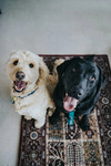 [VIC] Sign Up for Free, 30 Bonus Points for Dog Owner, Full Messaging Until Thursday @ Pawshare Club (Dog Minding & Dog Walking)