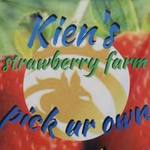 [WA] Pick Your Own Strawberries - ~3kg Tray for $7 (or 2 for $12) @ Kien Strawberry Farm, Gnangara