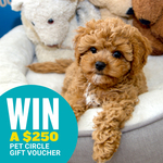 Win 1 of 3 $250 Pet Circle Gift Vouchers from Pet Circle