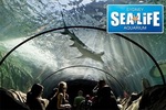 $16 Entry for One Person to SEA LIFE Sydney Aquarium, Darling Harbour (Up to $26 Value)