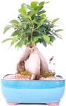 12" Bonsai Tree $99 @ Bunnings Warehouse