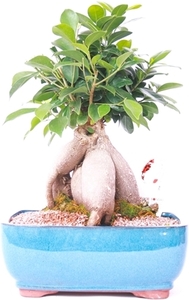 Bonsai Tree Fertilizer Bunnings - bonsai tree Bonsai Tree Fertilizer Bunnings - bonsai tree
