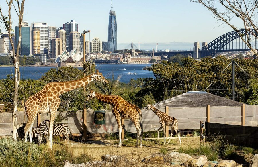 Win A Family Pass To Taronga Zoo Worth 152 OzBargain Competitions Win A Family Pass To Taronga Zoo Worth 152 OzBargain Competitions