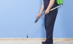Pest Defeat - Pest Control Voucher for Brisbane and Gold Coast @ Groupon from $69