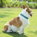 Custom Dog Collar: US $8.50 (~AU $13.10) + Free Shipping @ Spiffytags