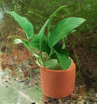 Potted Anubias Nana (Aquatic Plants) $14.99 + $9 Postage ($12 Express, $0 SYD C&C) @ Sydney Aquascapes