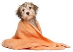 Free Dog Wash with Coupon (Via DiscountOn) @ Wash Club - Keysborough VIC Save $8.00