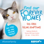 Free Kitten and Cat Adoption @ RSPCA Sydney Shelter + Rouse Hill Care Centre (22 Jan to 5 Feb) 