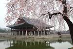 Juneyao Air: Sydney to Seoul, South Korea from $463 Return, Jeju from $664 Return (Jan-Mar) via Shanghai @ Beat That Flight