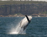 $56.50 - Whale Watching for 2 People @ Adrenalin [Sydney]