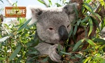 WILD LIFE Sydney Zoo Entry with Meal Package - Child ($25) or Adult ($35), Darling Harbour - 36% Discount @ Groupon