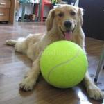 Large Tennis Ball for Pets $14.98 Shipped @ duoduobox on eBay