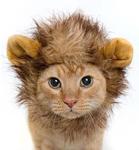Lion Mane for Cats Starting at USD $10 (~AUD $13.43) Use Coupon for FREE SHIPPING@ Alloic Shop