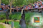 Just $11 for a Full Day Pass to the Australian Reptile Park (NSW) - A Truly HANDS-ON Zoo! 