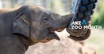 [NSW] ANZ Zoo Month - Buy 1, Get 1 at Taronga Zoo Sydney and Taronga Western Plains Zoo Dubbo - 2 Tickets for $42.20 / $43.30