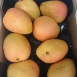 [SYD] Honey Gold Mango Tray $10 @ Woolworths Town Hall