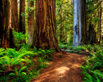 Win a Trip to California's Redwood Coast for 2 Worth $5,115 from Lonely Planet