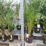 [WA] Various Small Palms $5- $20 ($22- $100 RRP) @ Bunnings (Bayswater)