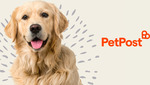 20% off Black Hawk Dog Food & Nexgard Spectra + Delivery ($0 with $35 Spend to Major Cities) @ Petpost via AfterPay Day