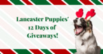 Win $5,000 in Prizes from Lancaster Puppies