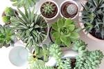 [VIC] Collect a Free Succulent Plant @ Westfield Airport West & Fountain Gate (Westfield Plus Membership & App Required)