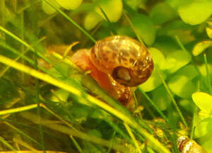 Ram Horn Aquarium Snail (Aquarium Cleaner) $1.50 Each + $4 Postage ($14 Express, $0 SYD C&C) @ Sydney Aquascapes