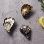 [NSW] Live Sydney Rock Oysters $11.50 Per Dozen + Delivery (Minimum $40 Order, $0 with $150 Order, Sydney Only) @ FishMe