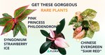 Win 1 of 3 Rare Plants from Flora
