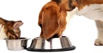 Free Dog and Cat Food Samples - Marketing Opt-in Required @ Black Hawk