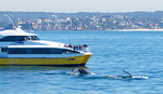 $39 -- Sydney Harbour Whale Watching Cruise w/Drink, 53% Off [NSW]