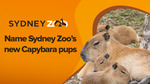 Win 1 of 4 Sydney Zoo Capybara Prize Packs (Family Pass/Name 1 Capybara Pup/Capybara Encounter) Worth $427.96 from Seven Network